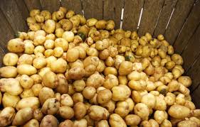 WS - baking potatoes - box of 50